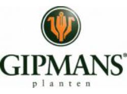 gipmans planten